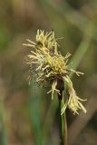 Eriophorum angustifolium