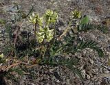 Astragalus schelichowii. Часть цветущего растения. Магаданская обл., г. Магадан, окр. мкр-на Пионерный, щебнистый пустырь. 08.06.2020.