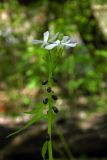 Cardamine bulbifera. Верхушка цветущего растения с выводковыми луковичками. Республика Адыгея, г. Майкоп, южная окраина, между р. Белая и северной оконечностью водораздельного хребта Нагиеж-Уашх, заболоченный пойменный лес (ива, ольха). 02.05.2021.