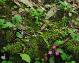 Primula vulgaris. Цветущие растения. Азербайджан, Ленкоранский р-н, гирканский лес. 11.04.2010.