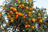 Citrus japonica