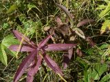 Lactuca sibirica