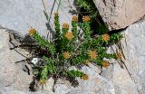 Rhodiola heterodonta