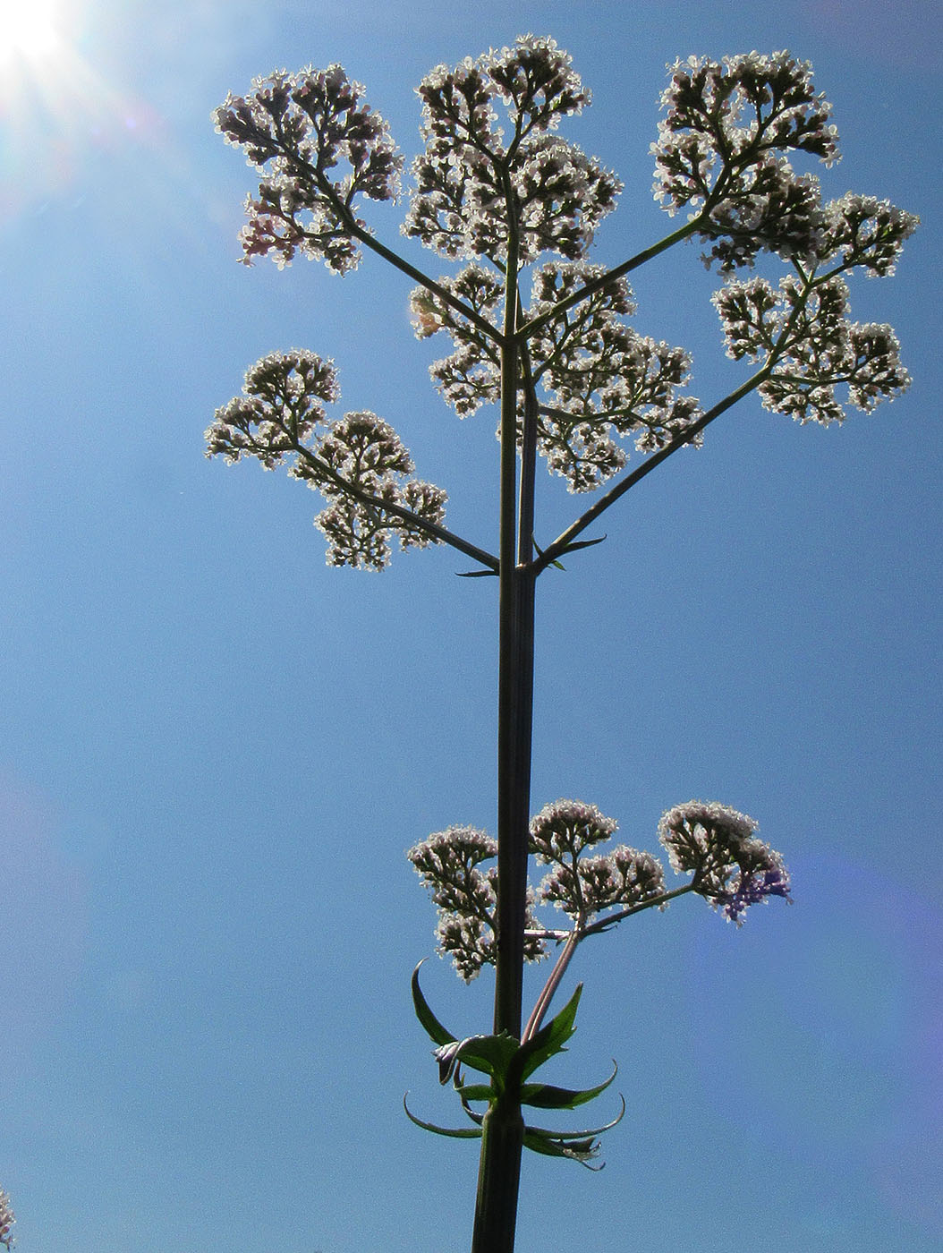 Изображение особи Valeriana officinalis.