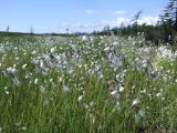 Eriophorum angustifolium. Плодоносящие растения. Магаданская обл., окр. г. Магадан, водораздел между бухтой Нагаева и р. Каменушка, исток руч. Корейский, кочкарная сырая тундра (300 м н.у.м.), осоко-пушициевый участок. 12.07.2023.