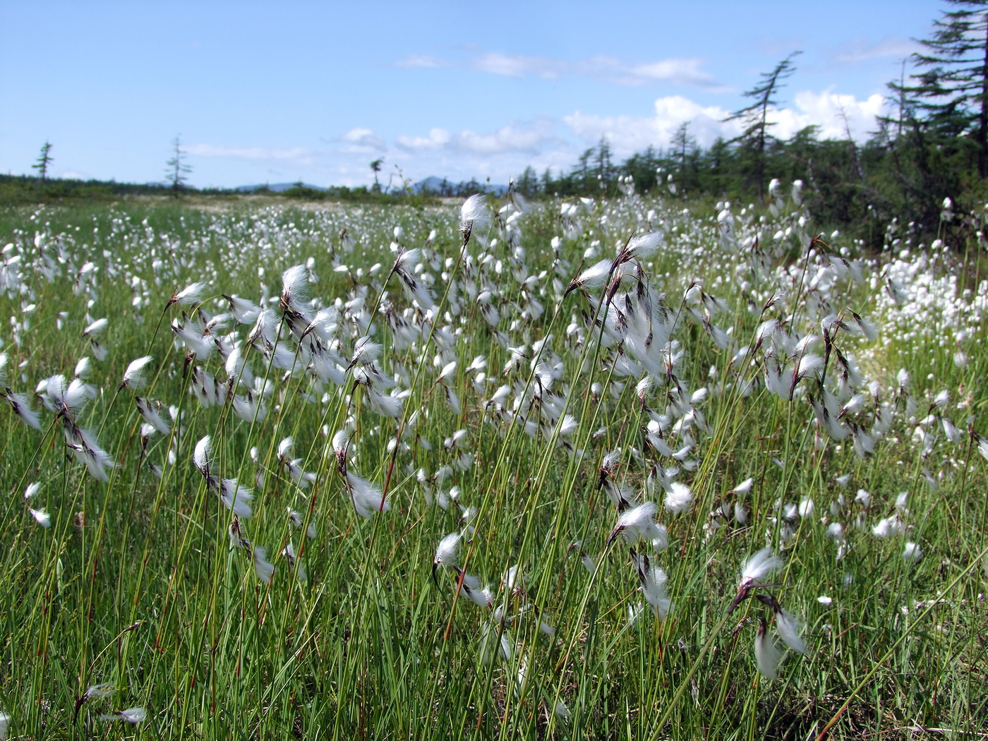 Изображение особи Eriophorum angustifolium.