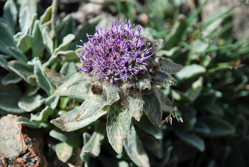 Изображение особи Saussurea gnaphalodes.