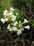 Cardamine dentata