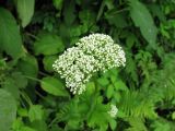 Valeriana alliariifolia. Соцветие с бутонами. Абхазия, северная часть озера Рица. 18 июля 2008 г.