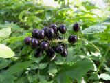 Actaea spicata