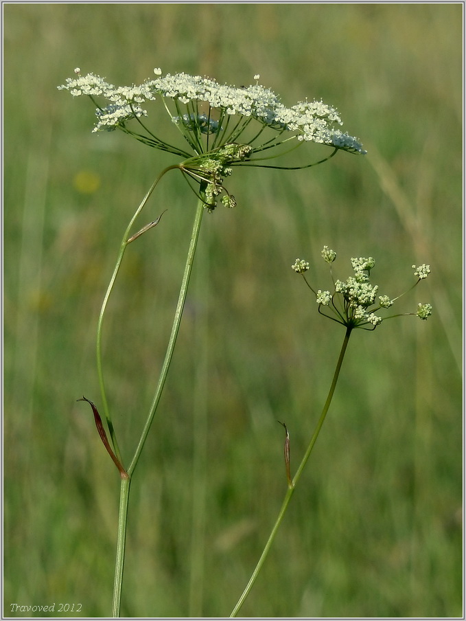 Изображение особи Pimpinella saxifraga.