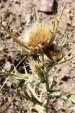 Cirsium turkestanicum