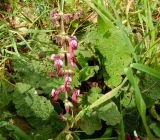 Salvia hierosolymitana