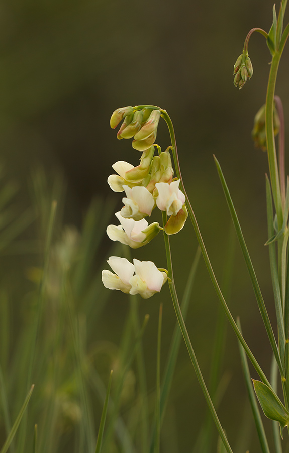 Изображение особи Lathyrus lacteus.