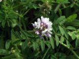 Astragalus filicaulis