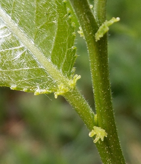 Image of Salix &times; meyeriana specimen.