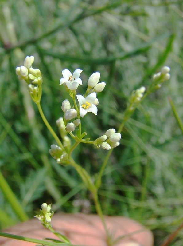 Изображение особи Galium octonarium.