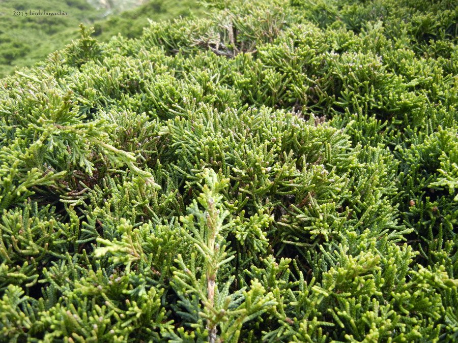 Image of Juniperus sargentii specimen.