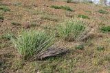 семейство Poaceae. Зацветающие растения. Южный Казахстан, хр. Боролдайтау, ущ. Кенозен. 22.04.2013.