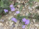 Linum nervosum