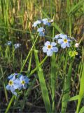 Myosotis palustris. Верхушка цветущего растения. Санкт-Петербург, Петергоф, Луговой парк. 30.06.2010.