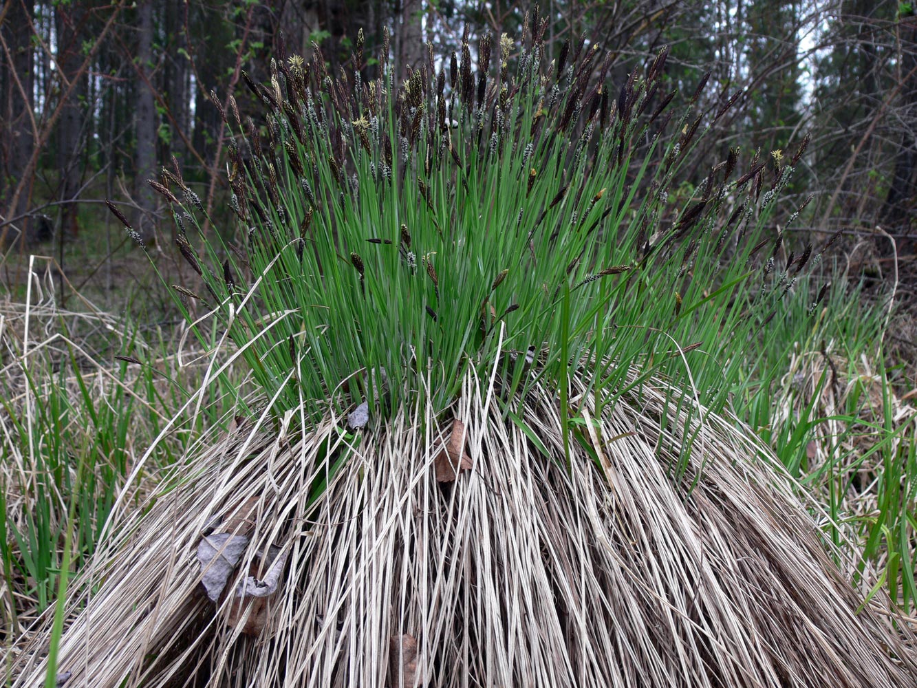 Изображение особи Carex cespitosa.