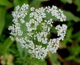 Aegopodium alpestre