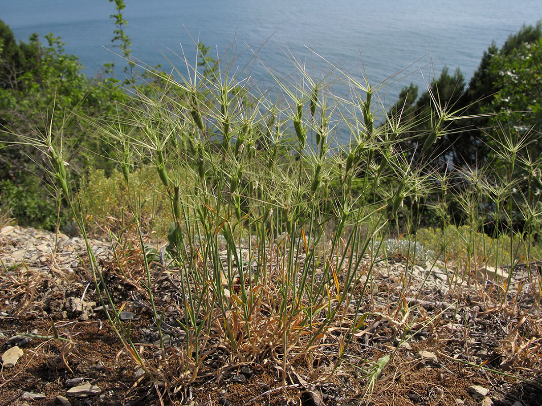 Изображение особи Aegilops biuncialis.