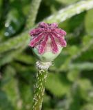 Papaver orientale