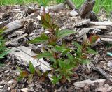 Epilobium adenocaulon