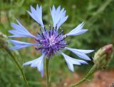 Centaurea cyanus