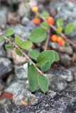 Cotoneaster cinnabarinus. Верхушка побега. Кольский п-ов, Кандалакшский берег Белого моря, каменистая коса. 03.08.2014.