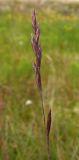 Festuca pratensis. Соцветия. Кольский п-ов, Восточный Мурман, Дальние Зеленцы. 06.08.2009.