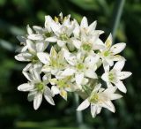 Allium ramosum