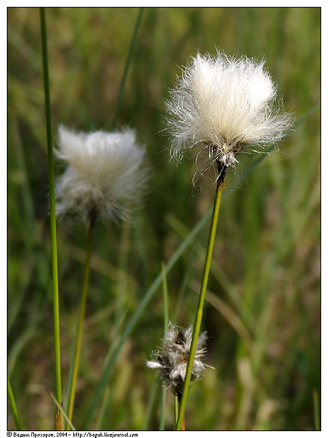 Изображение особи Eriophorum vaginatum.