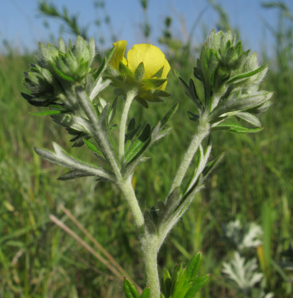 Изображение особи Potentilla argentea.