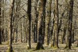 Quercus frainetto. Покоящиеся деревья. Греция, Пелопоннес, окр. пос. Фолой; лес в горах. 20.03.2015.