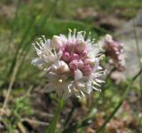 Allium denudatum