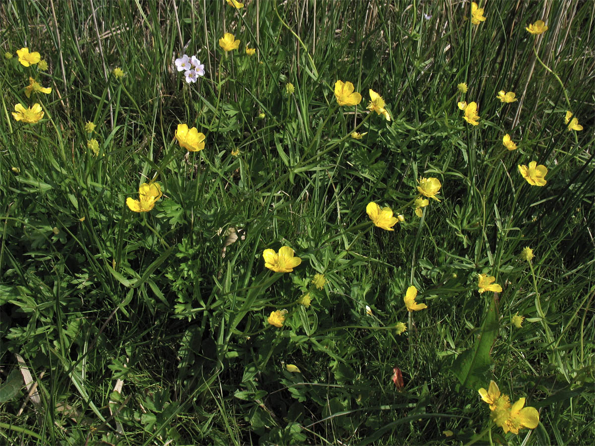 Изображение особи Ranunculus auricomus.