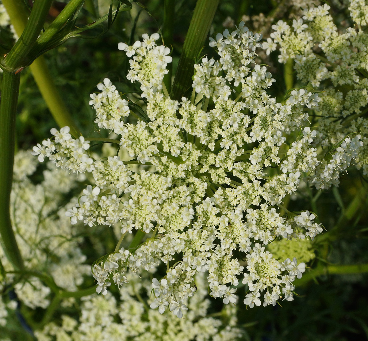 Изображение особи Daucus sativus.