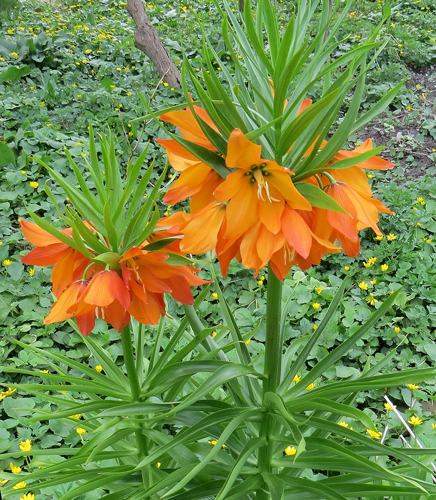 Изображение особи Fritillaria eduardii.