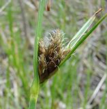 Bolboschoenus maritimus var. compactus