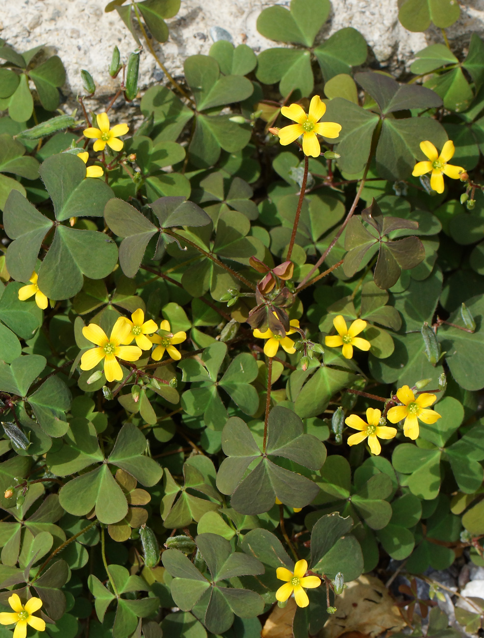 Изображение особи Oxalis corniculata.