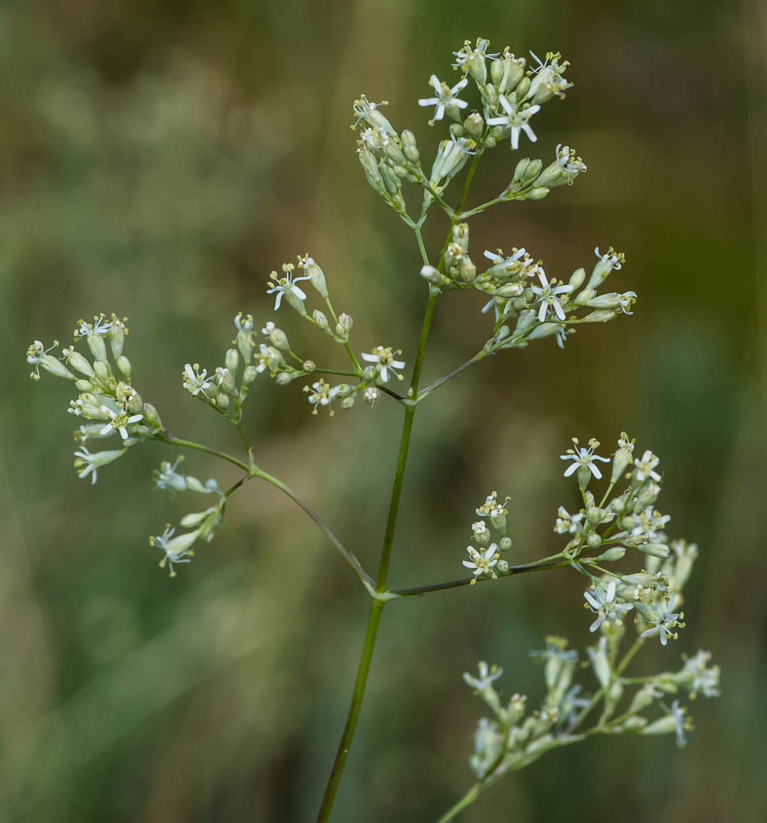 Изображение особи Silene wolgensis.