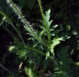 Papaver rhoeas