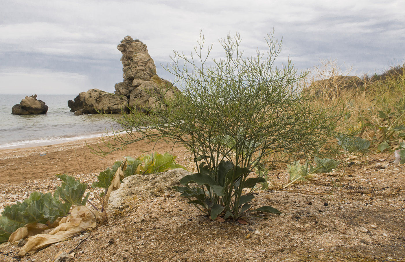 Изображение особи Limonium scoparium.