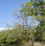 Quercus pubescens