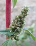 Amaranthus retroflexus. Соцветие. Краснодарский край, Абинский р-н, г. Абинск, рудеральное место. 25.09.2018.