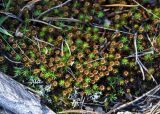 Polytrichum juniperinum. Растения с антеридиями. Карелия, Ладожское озеро, остров Валаам, опушка хвойного леса. 20.06.2012.