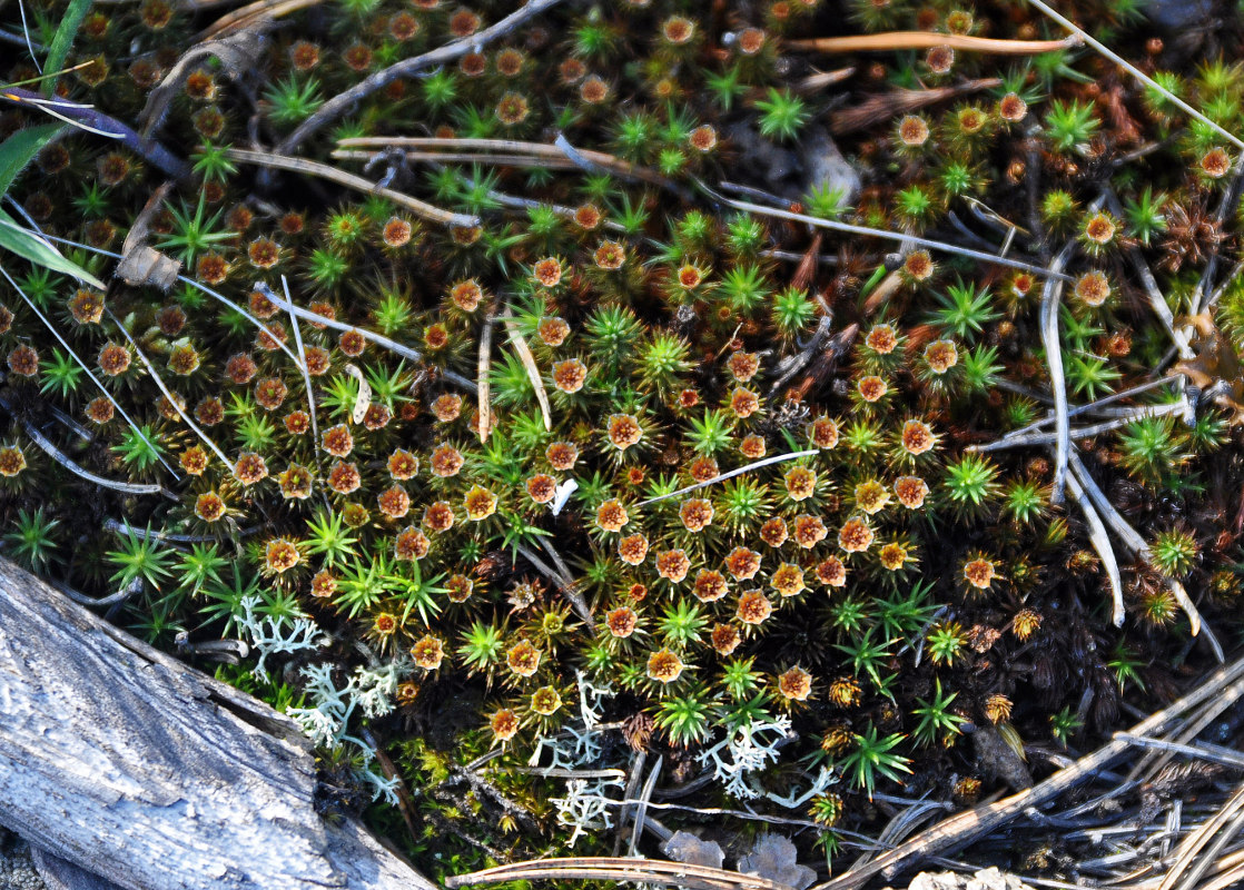 Изображение особи Polytrichum juniperinum.